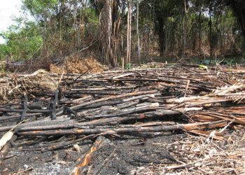 Desmatamento da Amazônia aumenta risco de apagão