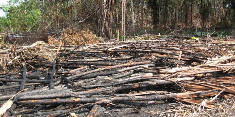 Desmatamento da Amazônia aumenta risco de apagão