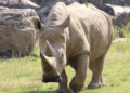 Morreu, aos 54 anos, o rinoceronte-branco mais velho do mundo