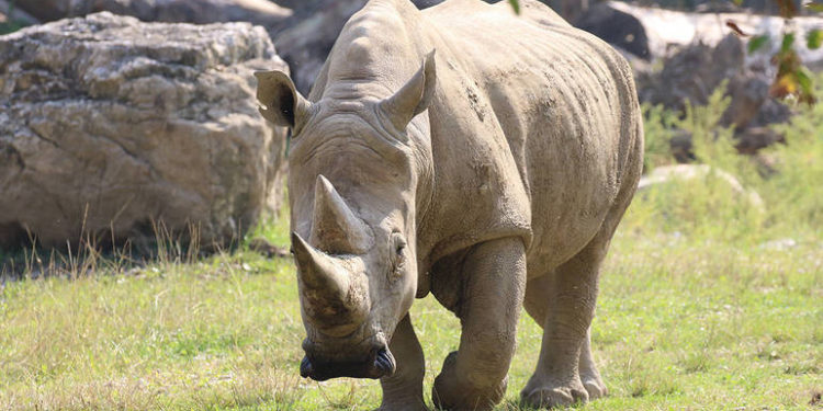 Morreu, aos 54 anos, o rinoceronte-branco mais velho do mundo