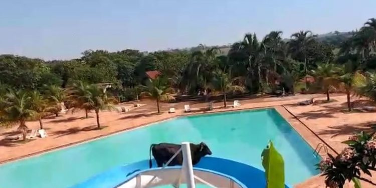 em São Paulo, boi é flagrado escorregando em toboágua de clube