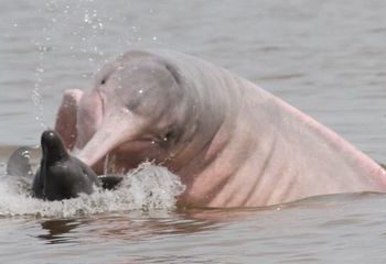 Pesquisadores investigam comportamento agressivo de botos no AM