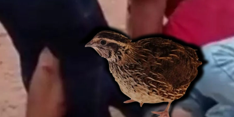 Mulher aplica famoso golpe “chave de codorna” e assaltante acaba se rendendo; veja vídeo