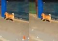 Cachorro é flagrando passeando com pé humano na boca; veja vídeo
