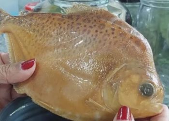 Pesquisadores descobrem piranha com ‘pintas de onça’ na Amazônia e a batizam de ‘Juma’