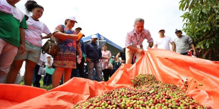 Com apoio do programa Agro Amazonas, produção do café no estado está em pleno crescimento