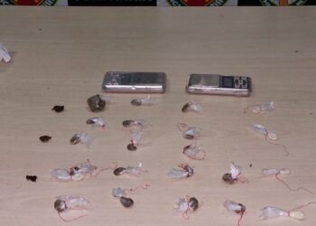 Na zona norte, Polícia Militar apreende 23 trouxinhas de drogas