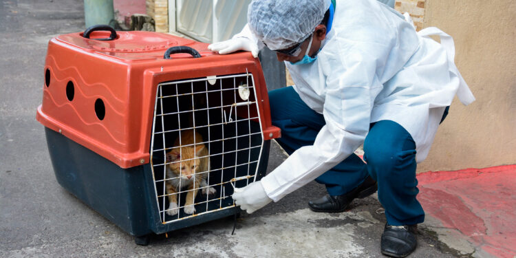 Perfil epidemiológico da esporotricose é apresentado para o CMS/Manaus