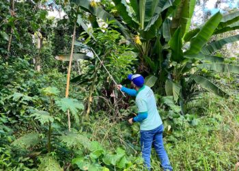 Equipes da Adaf recebem capacitação para monitoramento de praga