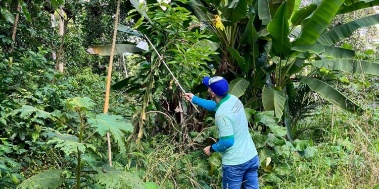 Equipes da Adaf recebem capacitação para monitoramento de praga