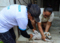 Campanha de vacinação antirrábica da Prefeitura de Manaus vai percorrer nove bairros de 25 a 27/10